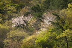 07.04.22yamazakura01.jpg