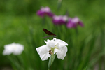 07.06.27Hagurotombo01.jpg