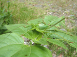 07.06.28batta01.jpg