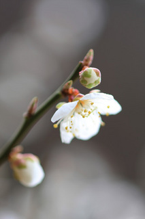 08.03.29ume01.jpg