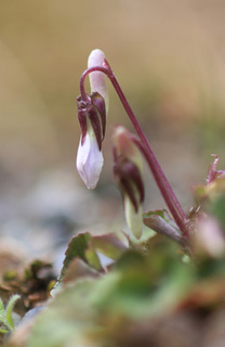 08.03.29tachitubosumire01.jpg