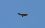 2006.11.13kumataka002.jpg