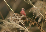 2006.12.23 benimashiko.jpg