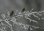 2007.01.07 kawarahiwa001.jpg
