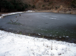 2007.01.11 oshidoriike001.jpg