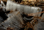 2007.01.11 shimobashira001.jpg
