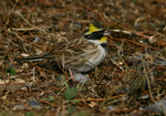 2007.01.12miyamahooziro001.jpg