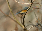 2007.01.29 ruribitaki001.jpg