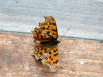 2007.02.15 kitateha001.jpg