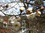 2007.02.15 ume001.jpg