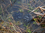 2007.02.15 yamaaka tamago.jpg