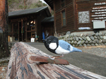 2007.02.19 kotori001.jpg