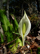 2007.04.05 mizubasyou001.jpg