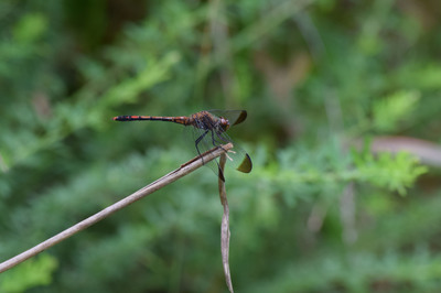 DSC_0006拡大.jpg