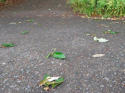 P9171773小.jpg
