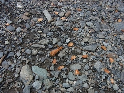RIMG0098.JPG