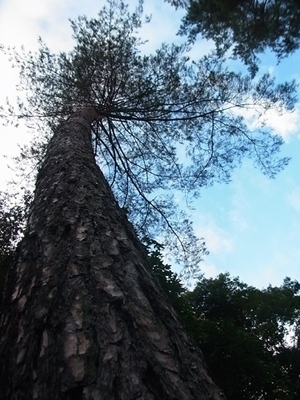 RIMG0101.JPG