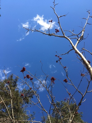 image1 (41).jpeg