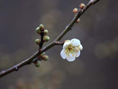 09.02.08ume01.jpg