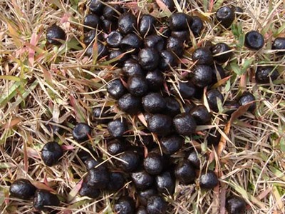 090128hannin.jpg