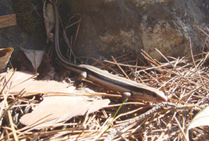 100410tokage.jpg