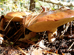 2006.11.15 numeriiguchi 001.jpg