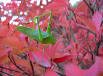 2006.11.20 yabukiri 001.jpg