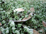 2006.11 shimo 002.jpg