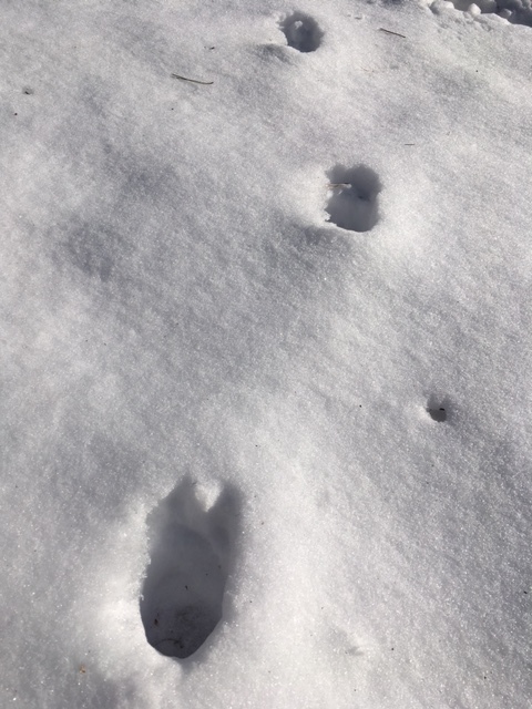 雪に残る足跡を辿って 南アルプス生態邑スタッフブログ 南アルプス邑通信