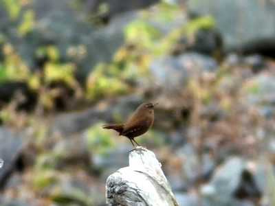 DSCF2406-2.jpg