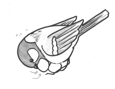 シジュウカラ転卵.jpg