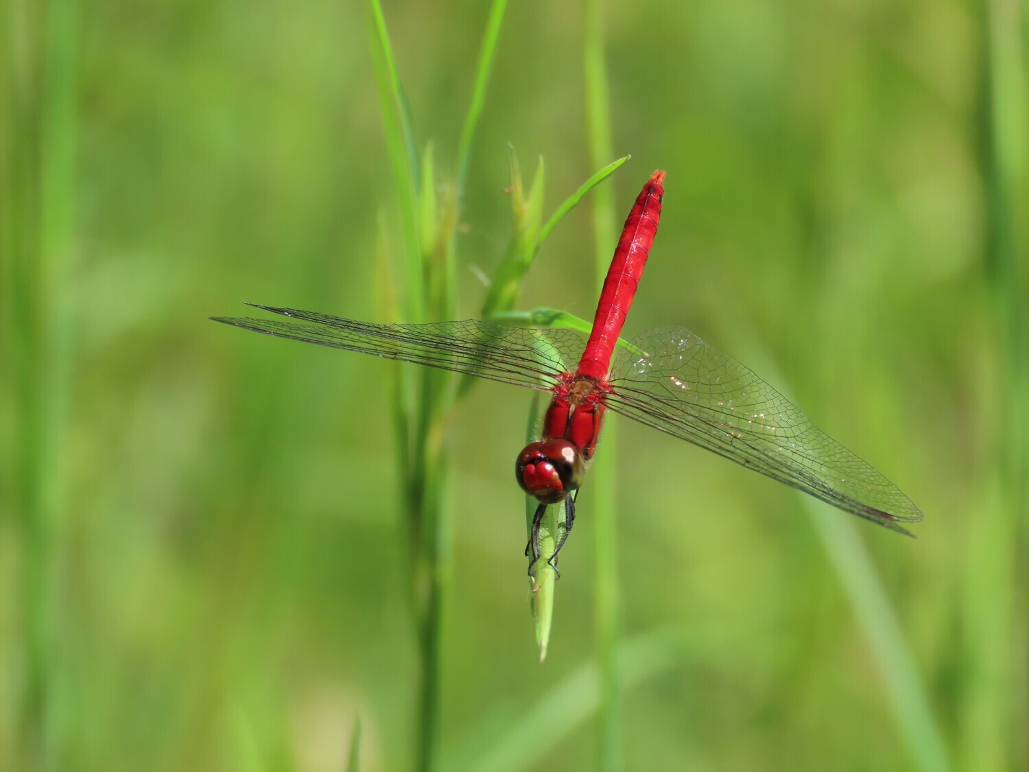 【外国産トンボ標本】大型赤色ヤンマ/南タンザニア.ンジョンベ産/117mm 外国産トンボ標本】大型赤色ヤンマ/南タンザニア.ンジョンベ産/117mm