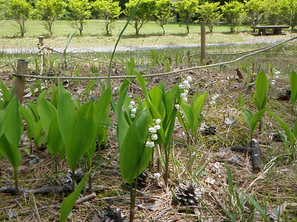 動く植物 南アルプス生態邑スタッフブログ 南アルプス邑通信