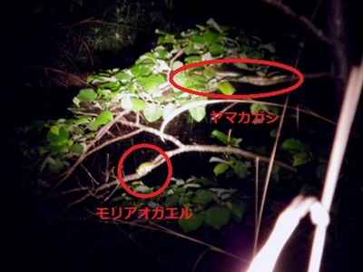 モリアオ・ヤマカガシ2.jpg