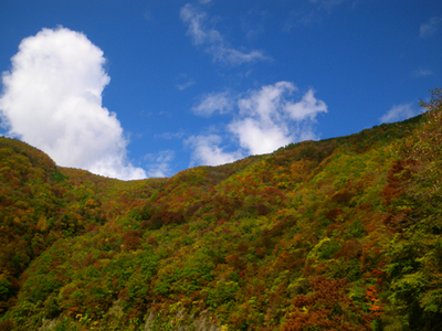 紅葉.jpg