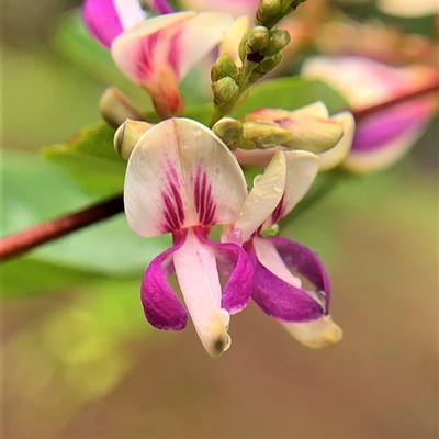 IMG_1635.JPG