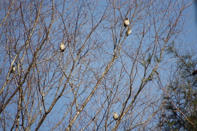 IMG_5311.JPG