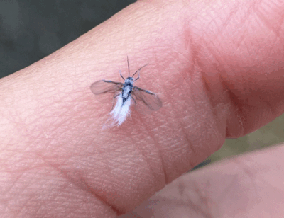 IMG_5339[1].gif