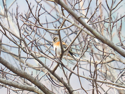 P2270476-2.jpg