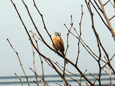 P3010506-2.jpg