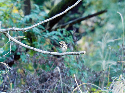 PA256051.JPG
