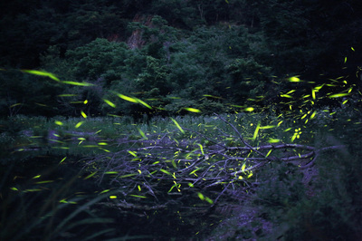 hayakawa_hotaru.jpg