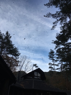 image1.jpeg