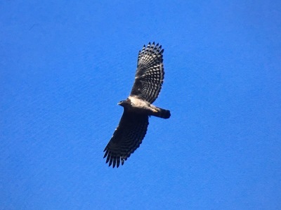 image1 (31).jpeg