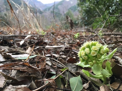 image1 (85).jpeg