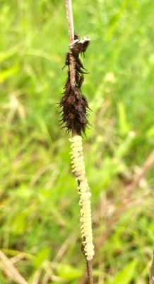 image2 (54).jpeg