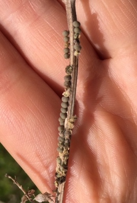 image2 (9).jpeg